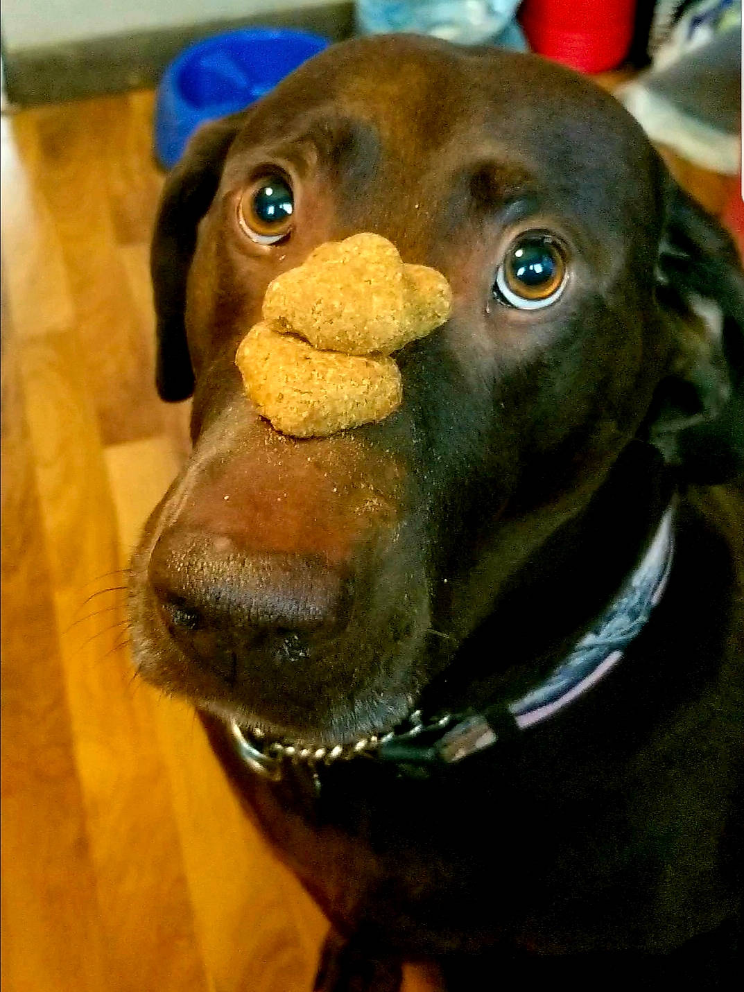 Cabela joined the competition — help win amazing prizes! canidae, carnivore, dog, dog_breed, dog_collar, dog_toy, ear, hunting_dog, labrador_retriever, liver, nose, retriever, snout, sporting_group, vizsla, whiskers