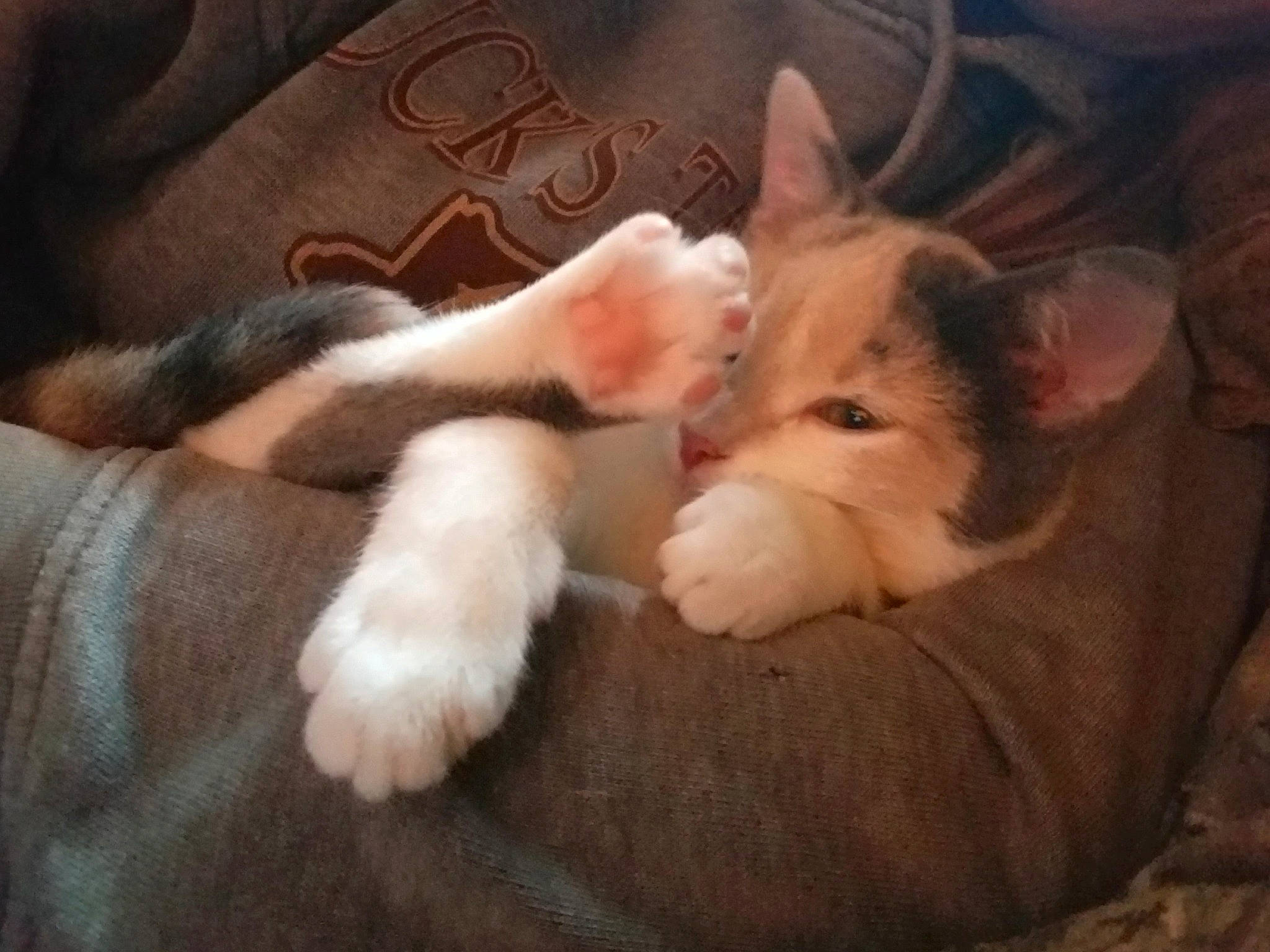 Winter is registered to the contest to win money with this photo: canidae, carnivore, cat, ear, fawn, felidae, fur, kitten, mammal, nap, nose, organ, paw, polydactyl_cat, skin, sleep, small_to_medium_sized_cats, snout, tail, whiskers