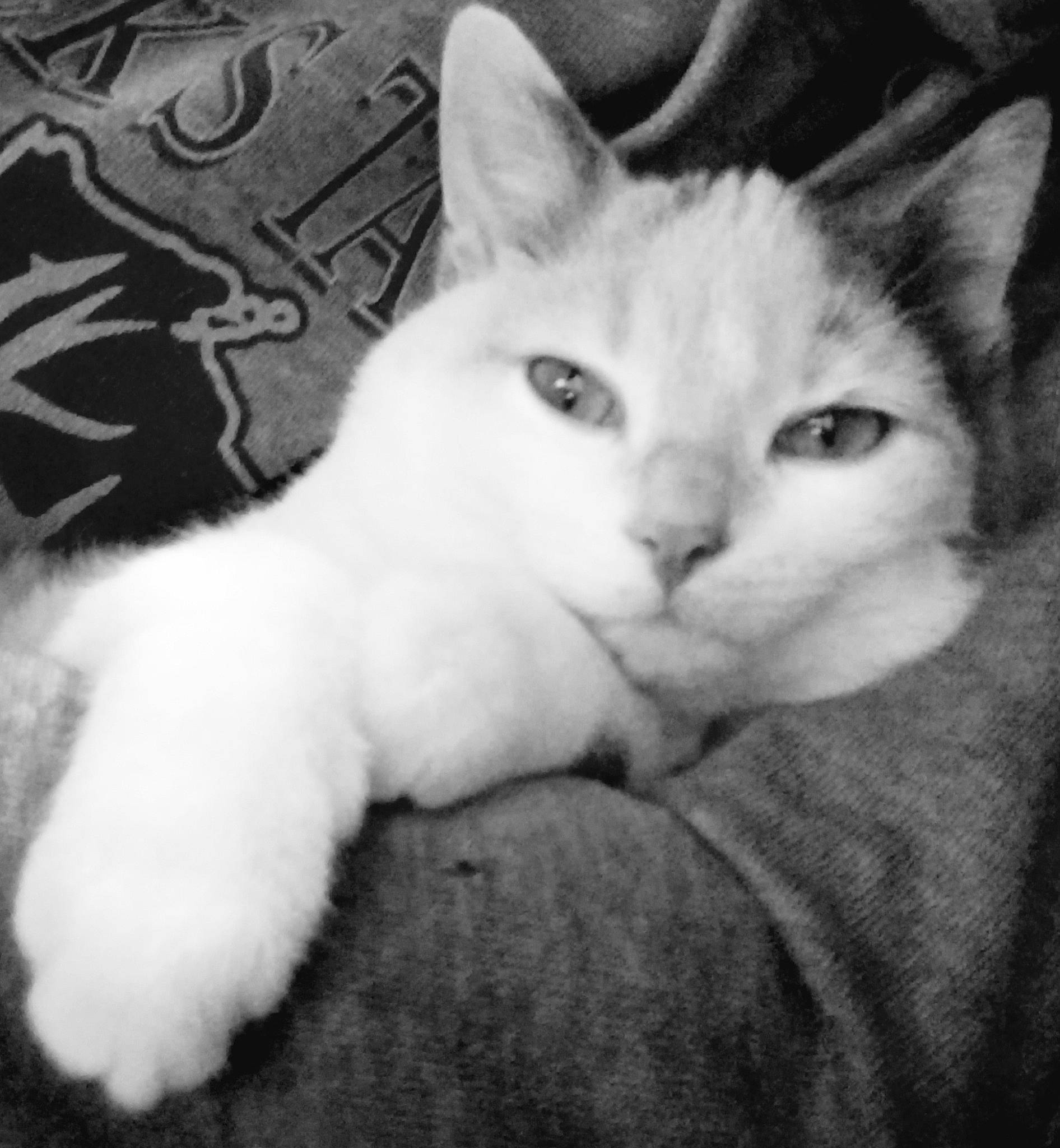 Winter joined the competition — help win amazing prizes! aegean_cat, american_wirehair, asian, black_and_white, burmilla, carnivore, cat, domestic_short_haired_cat, eye, felidae, kitten, mammal, nose, ojos_azules, polydactyl_cat, small_to_medium_sized_cats, turkish_angora, turkish_van, vertebrate, whiskers