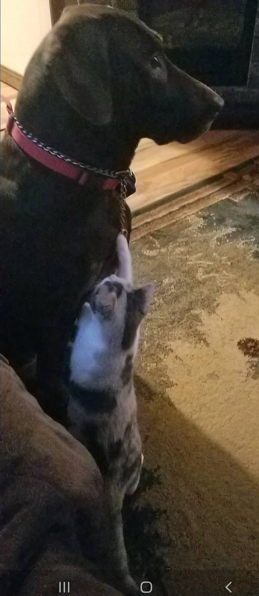 Winter is registered to the contest to win money with this photo: american_bulldog, american_pit_bull_terrier, american_staffordshire_terrier, boston_terrier, boxer, bully_kutta, canidae, carnivore, dog, dog_breed, fawn, french_bulldog, great_dane, guard_dog, non_sporting_group, pit_bull, puppy, snout, sporting_group, staffordshire_bull_terrier