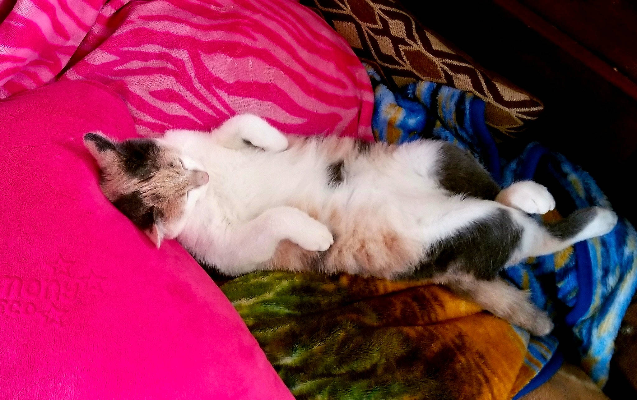 Winter is registered to the contest to win money with this photo: birman, carnivore, cat, claw, felidae, kitten, mammal, nap, norwegian_forest_cat, paw, small_to_medium_sized_cats, whiskers