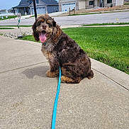 Rusty joined the competition — help win amazing prizes! dog, puppy, fluffy, curly_coat, brown_fur, sitting, tongue_out, happy, friendly, pet, leash, blue_leash, sidewalk, suburban, neighborhood, houses, green_lawn, outdoor, daylight, portrait