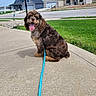 dog, puppy, fluffy, curly_coat, brown_fur, sitting, tongue_out, happy, friendly, pet, leash, blue_leash, sidewalk, suburban, neighborhood, houses, green_lawn, outdoor, daylight, portrait