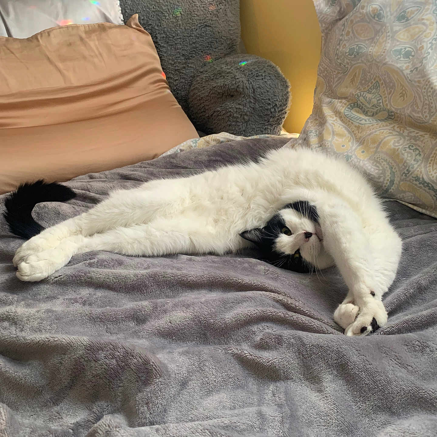 Charlie is registered to the contest to win money with this photo: animal, bed, black_and_white, blanket, cat, chair, colorful_light, cozy, cute, fur, furniture, home, indoor, pet, pillow, relaxing, resting, soft, stretching, sunlight