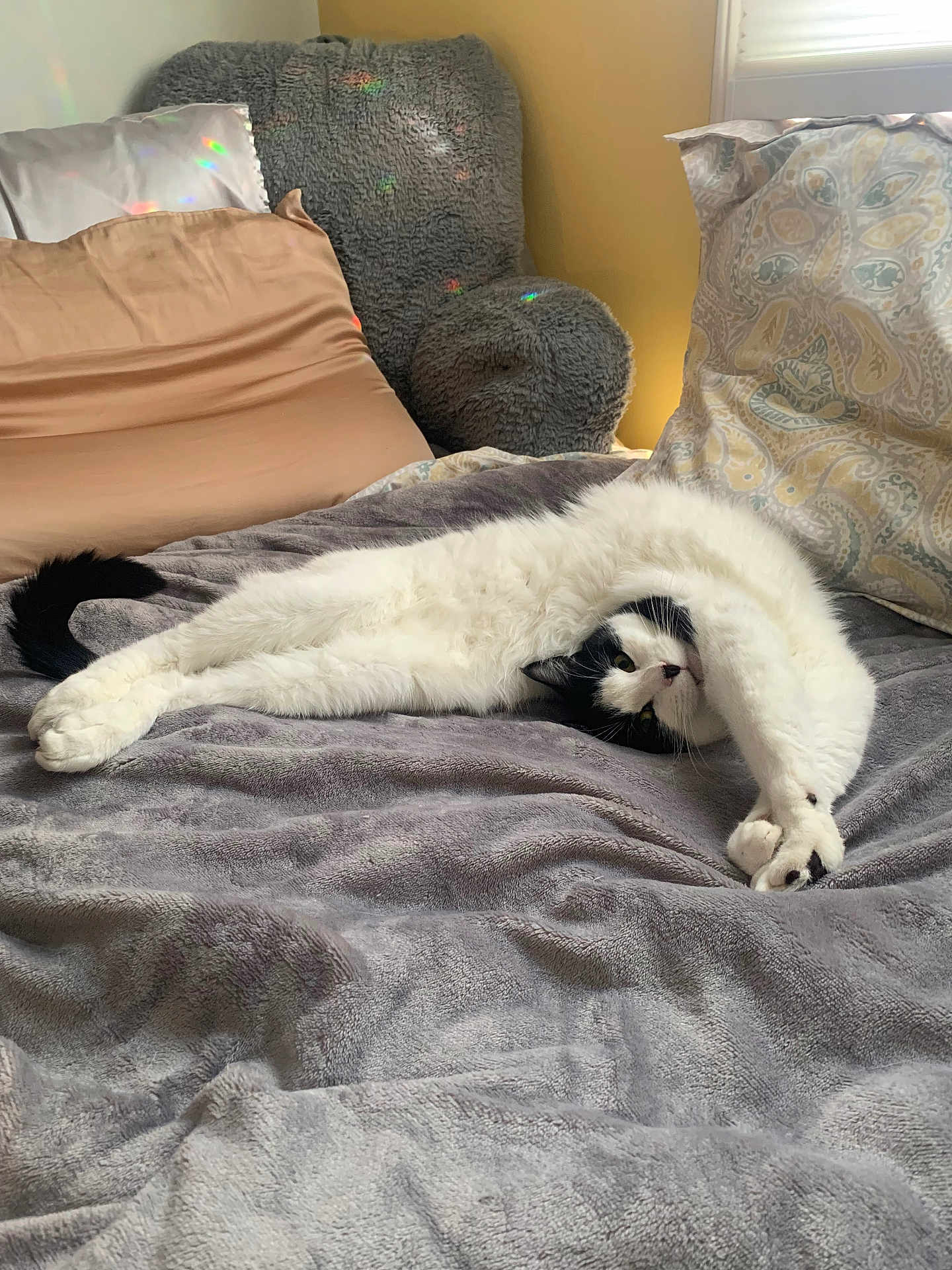 Charlie is registered to the contest to win money with this photo: cat, black_and_white, stretching, bed, blanket, pillow, indoor, furniture, cozy, relaxing, pet, animal, soft, chair, colorful_light, sunlight, home, cute, fur, resting