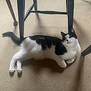 Charlie joined the competition — help win amazing prizes! animal, black_and_white, carpet, cat, chair, cozy, curious, domestic, expression, feline, floor, furniture, indoor, legs, lying_down, pet, relaxed, tail, whiskers, wood