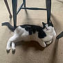 animal, black_and_white, carpet, cat, chair, cozy, curious, domestic, expression, feline, floor, furniture, indoor, legs, lying_down, pet, relaxed, tail, whiskers, wood