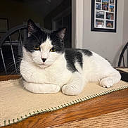 Charlie joined the competition — help win amazing prizes! cat, black_and_white, indoor, table, table_runner, wooden_table, chair, photo_frame, relaxed, pet, animal, fur, whiskers, paws, resting, domestic_cat, closeup, home, cozy, portrait