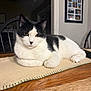 cat, black_and_white, indoor, table, table_runner, wooden_table, chair, photo_frame, relaxed, pet, animal, fur, whiskers, paws, resting, domestic_cat, closeup, home, cozy, portrait