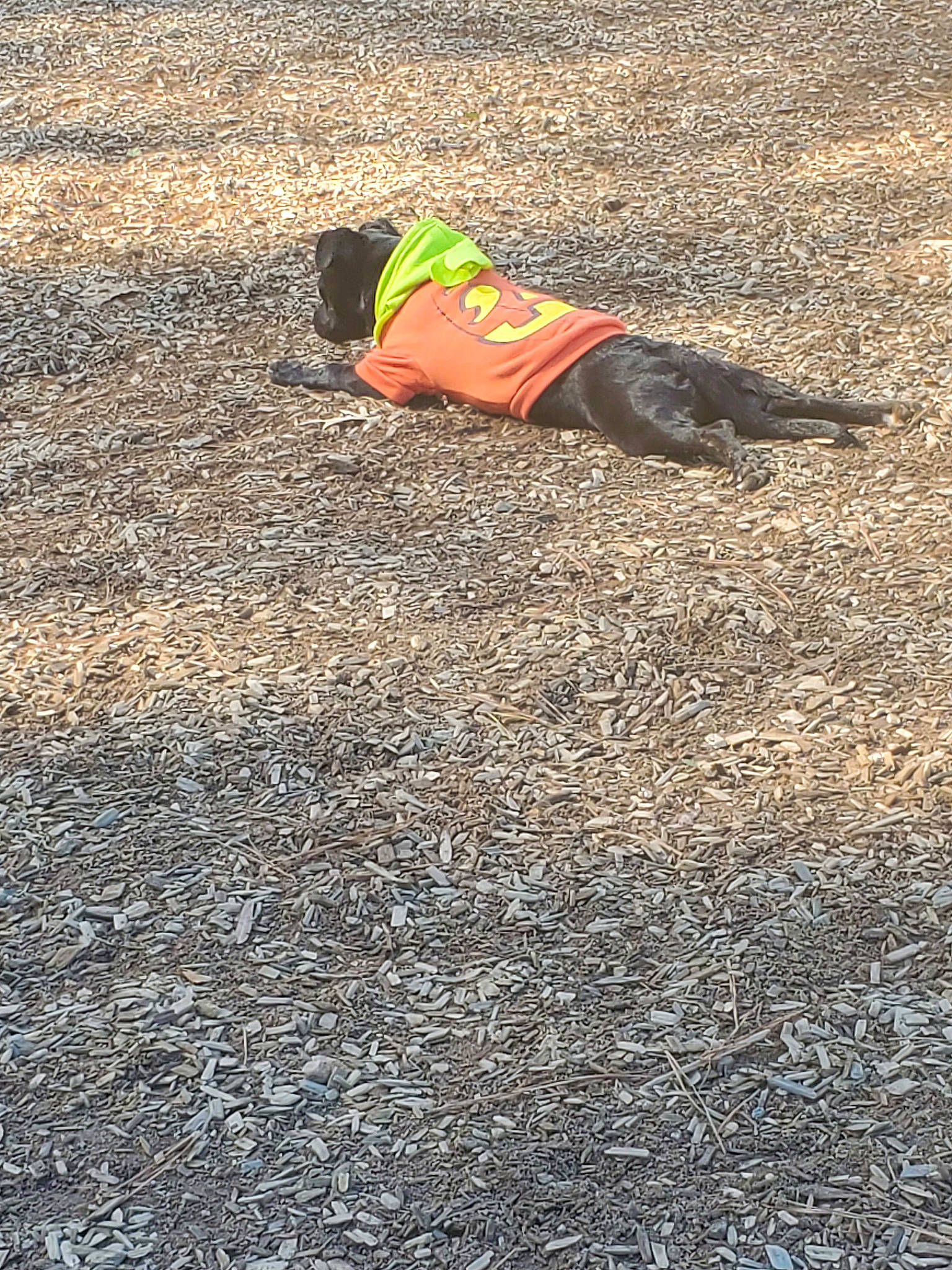 Franky is registered to the contest to win money with this photo: asphalt, concrete, deciduous, flooring, fun, grass, human_leg, landscape, leg, people_in_nature, road, road_surface, sand, shadow, sidewalk, sitting, soil, tar, tints_and_shades, tree