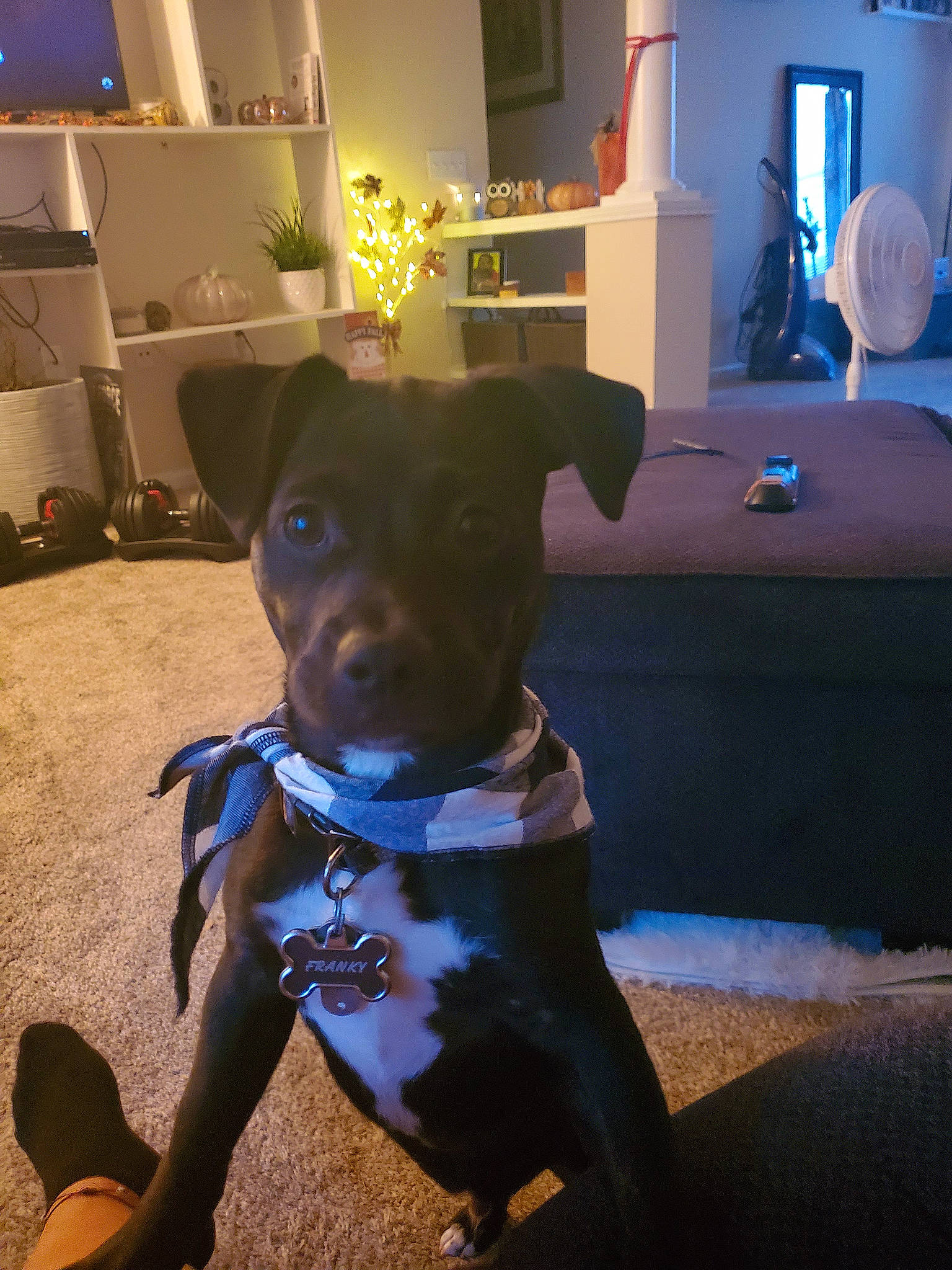 Franky is registered to the contest to win money with this photo: blue, carnivore, companion_dog, dog, dog_breed, dog_clothes, electric_blue, fawn, floor, flooring, houseplant, lamp, light, lighting, living_room, purple, snout, toy_dog, whiskers, working_animal