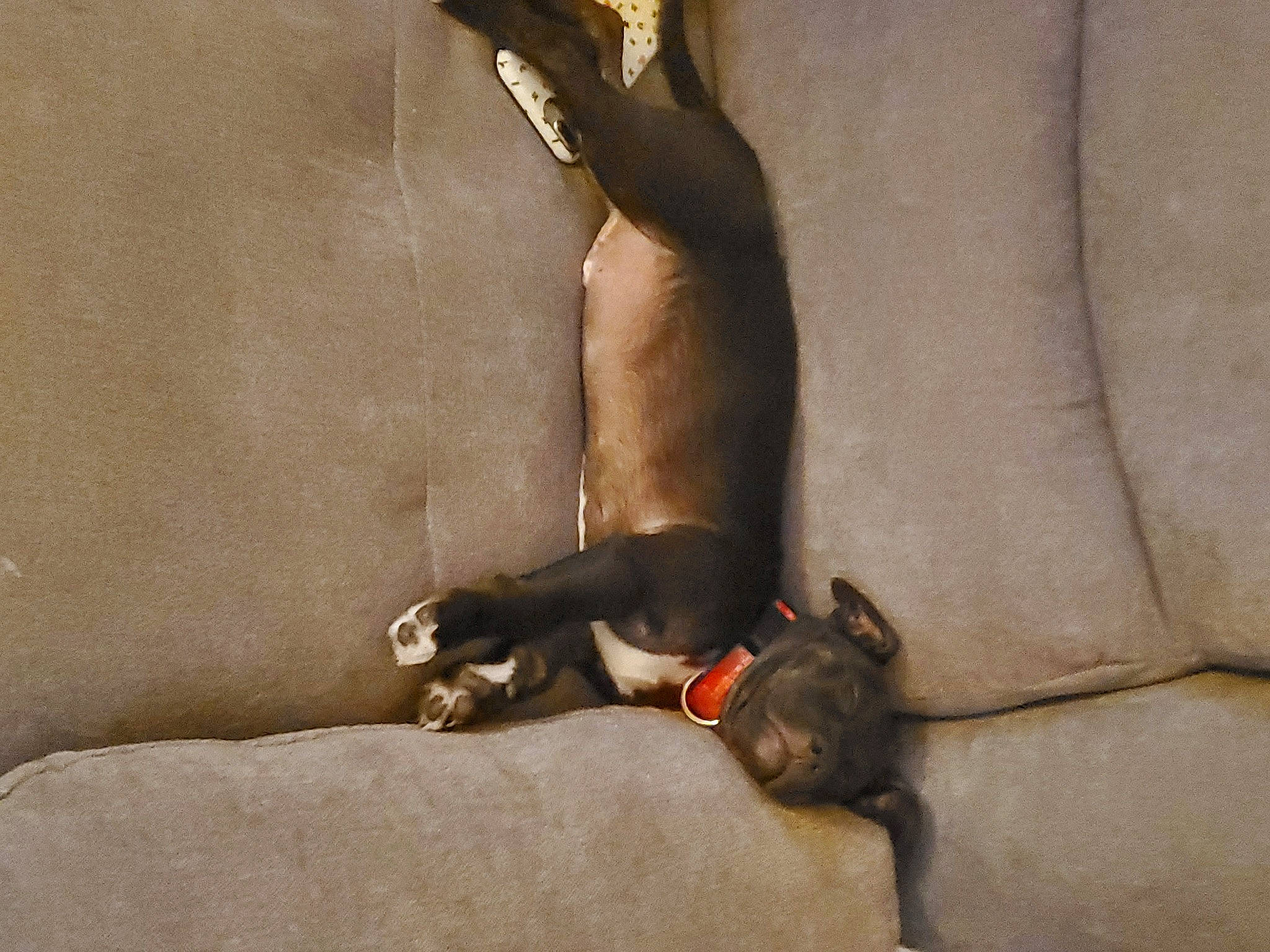 Franky is registered to the contest to win money with this photo: art, canidae, carnivore, comfort, companion_dog, dog, dog_breed, elbow, fawn, foot, grey, human_leg, knee, leg, sitting, snout, sporting_group, tail, thigh, working_animal