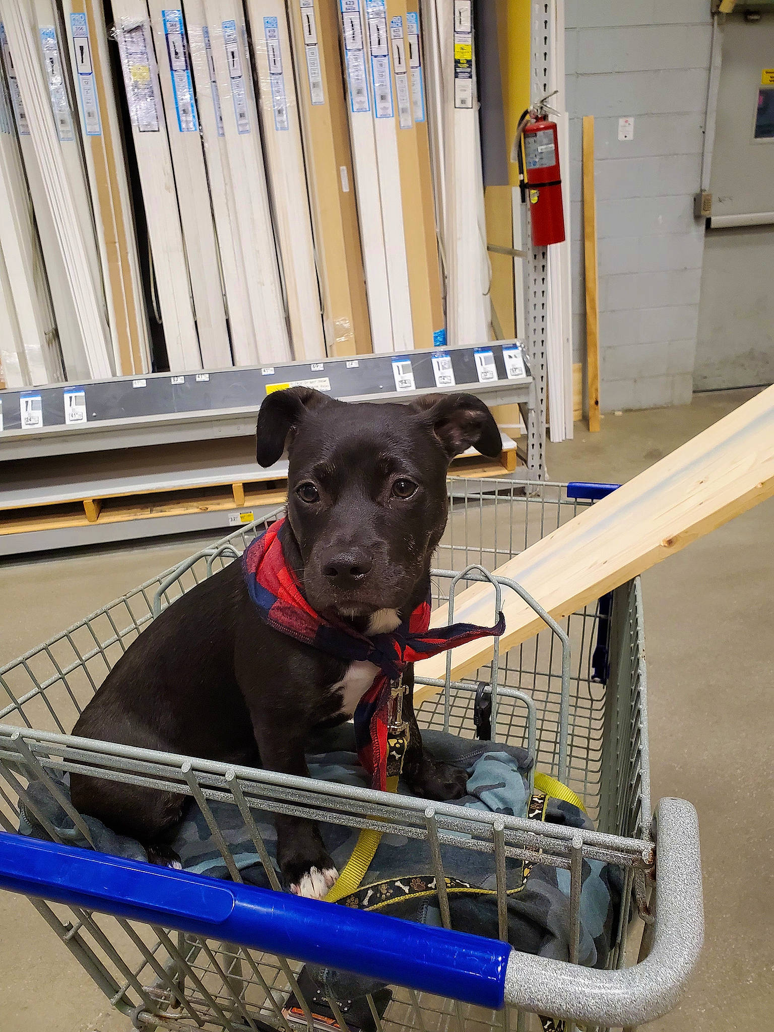 Franky is registered to the contest to win money with this photo: animal_shelter, book, bookcase, canidae, carnivore, collar, companion_dog, dog, dog_breed, dog_collar, pet_supply, publication, shelf, shelving, shopping_cart, snout, sporting_group, tire, wood, working_animal