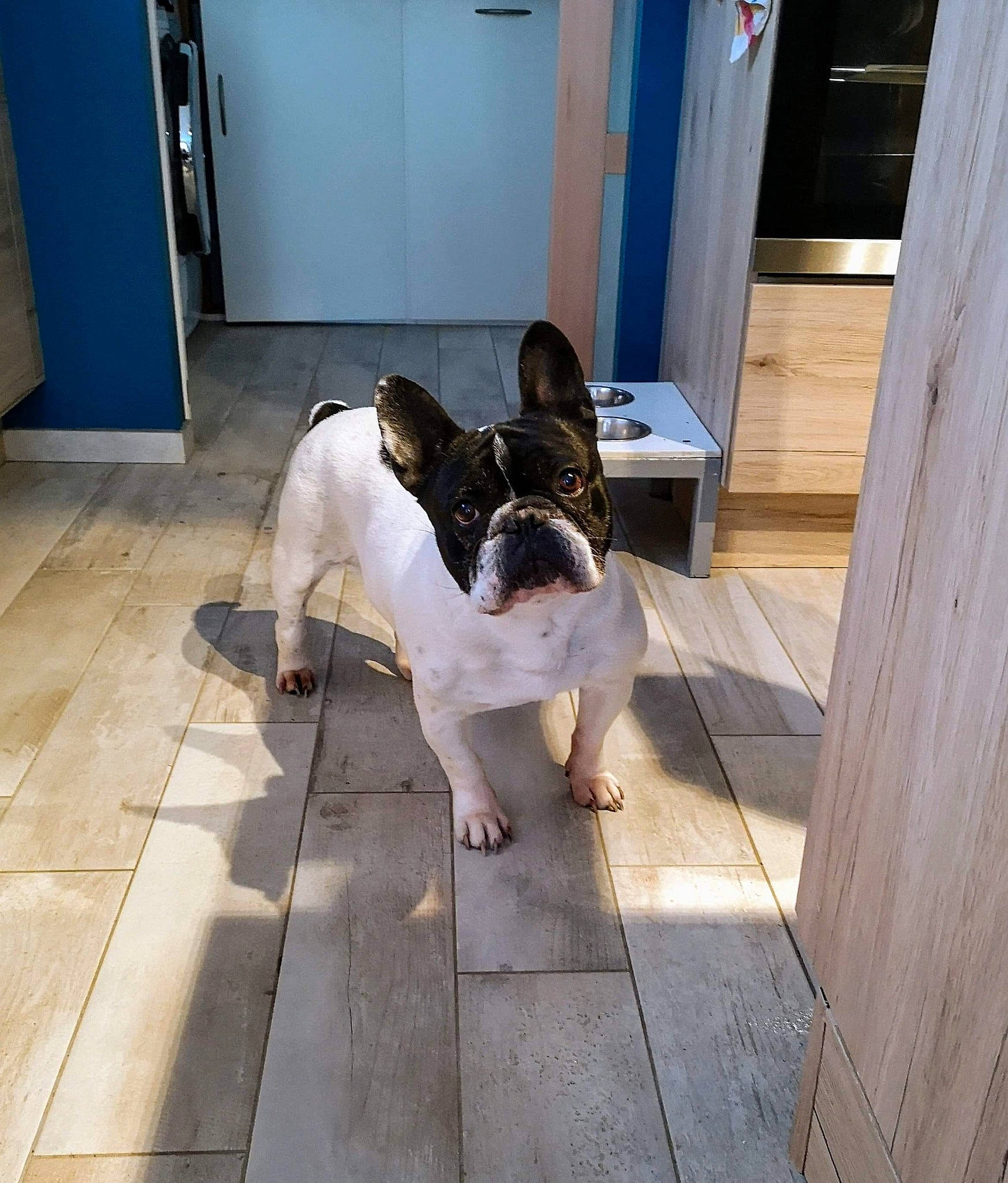 Haya a rejoint le concours — aidez-le/la à gagner de superbes lots ! american_bulldog, bulldog, canidae, carnivore, companion_dog, dog, dog_breed, fawn, floor, flooring, french_bulldog, hardwood, leg, mammal, non_sporting_group, snout, sporting_group, tail, vertebrate, wood