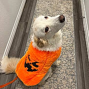 Buddy joined the competition — help win amazing prizes! dog, white_dog, orange_jacket, halloween_costume, jack_o_lantern, pet, indoor, rug, floor, looking_up, leash, fluffy_tail, wood_floor, wall, baseboard, cute, costume, animal, domestic_animal, canine