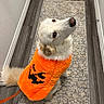 dog, white_dog, orange_jacket, halloween_costume, jack_o_lantern, pet, indoor, rug, floor, looking_up, leash, fluffy_tail, wood_floor, wall, baseboard, cute, costume, animal, domestic_animal, canine