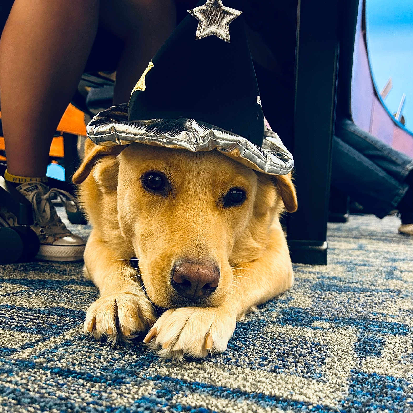 Max is registered to the contest to win money with this photo: adult, animal, architecture, building, canine, cap, clothing, dog, footwear, goldenretriever, hat, hound, male, man, outdoors, person, pet, puppy, shelter, shoe