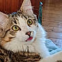 cat, tabby, yellow_eyes, tongue_out, fluffy, pet, indoor, fur, close_up, whiskers, relaxed, cute, animal, mammal, domestic, portrait, feline, soft, resting, wood_floor