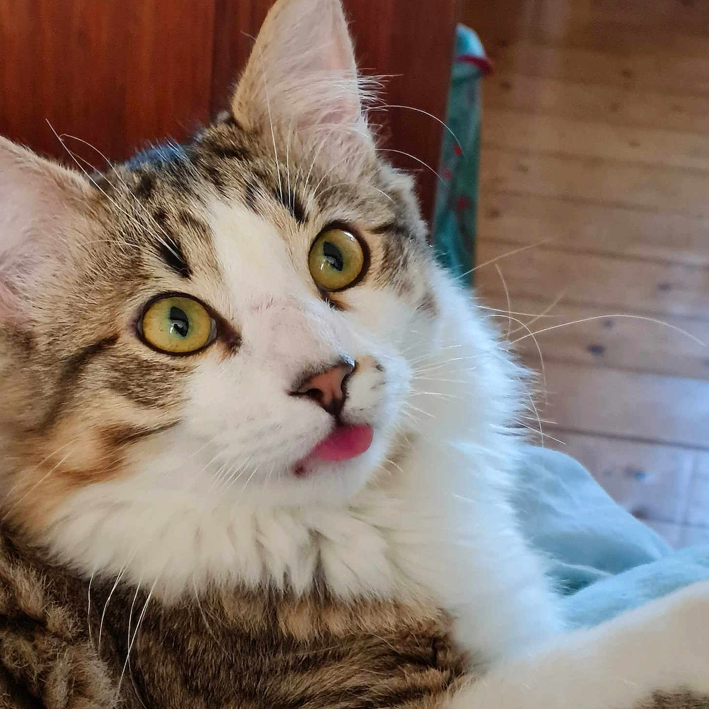 Loulou participe au concours pour gagner de l'argent avec cette photo : animal, cat, close_up, cute, domestic, feline, fluffy, fur, indoor, mammal, pet, portrait, relaxed, resting, soft, tabby, tongue_out, whiskers, wood_floor, yellow_eyes