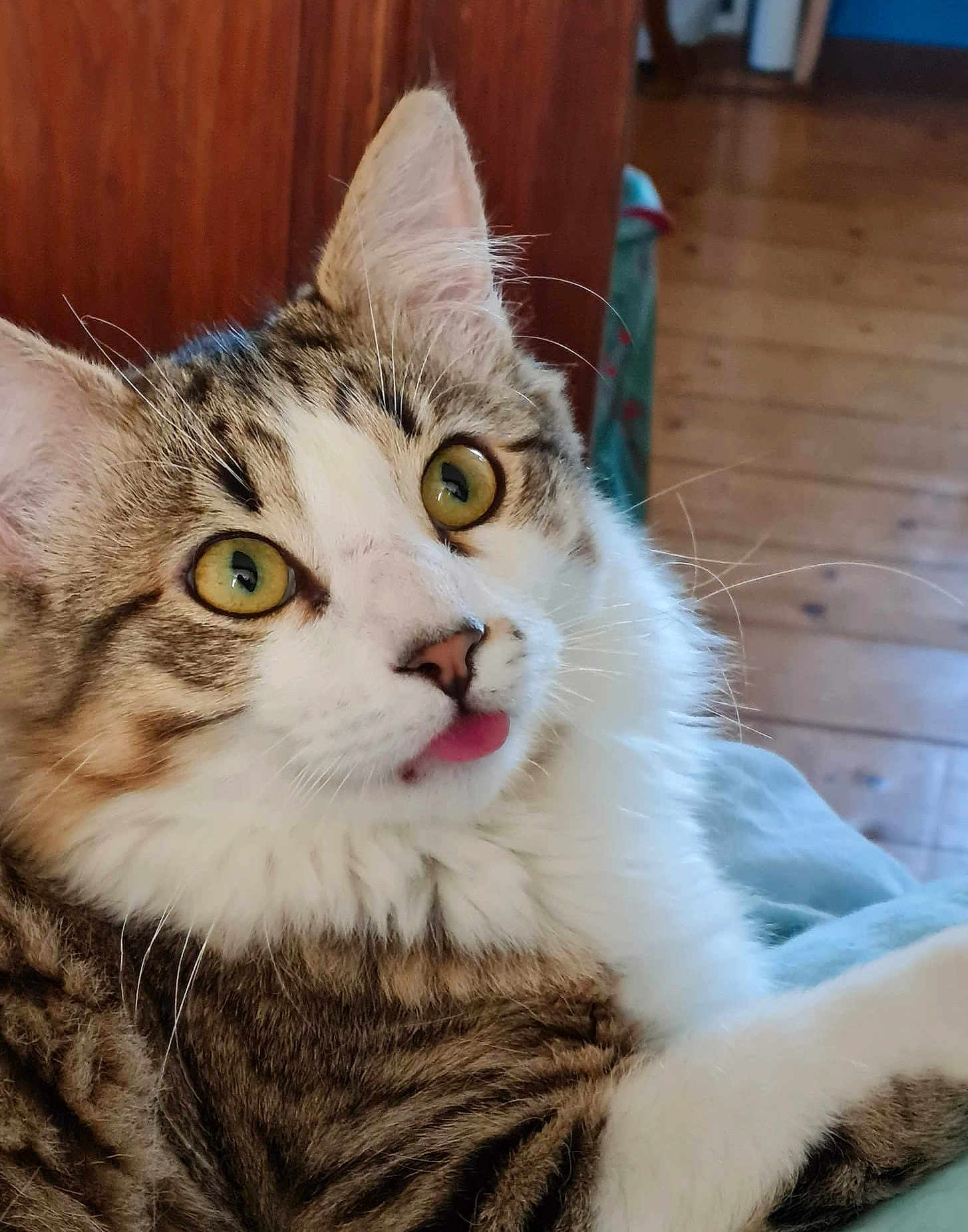 Loulou participe au concours pour gagner de l'argent avec cette photo : cat, tabby, yellow_eyes, tongue_out, fluffy, pet, indoor, fur, close_up, whiskers, relaxed, cute, animal, mammal, domestic, portrait, feline, soft, resting, wood_floor
