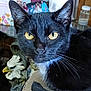 cat, black_cat, yellow_eyes, close_up, indoor, pet, whiskers, fur, face, animal, statue, eagle_statue, photograph, picture_frame, table, domestic, curious, looking, household, background