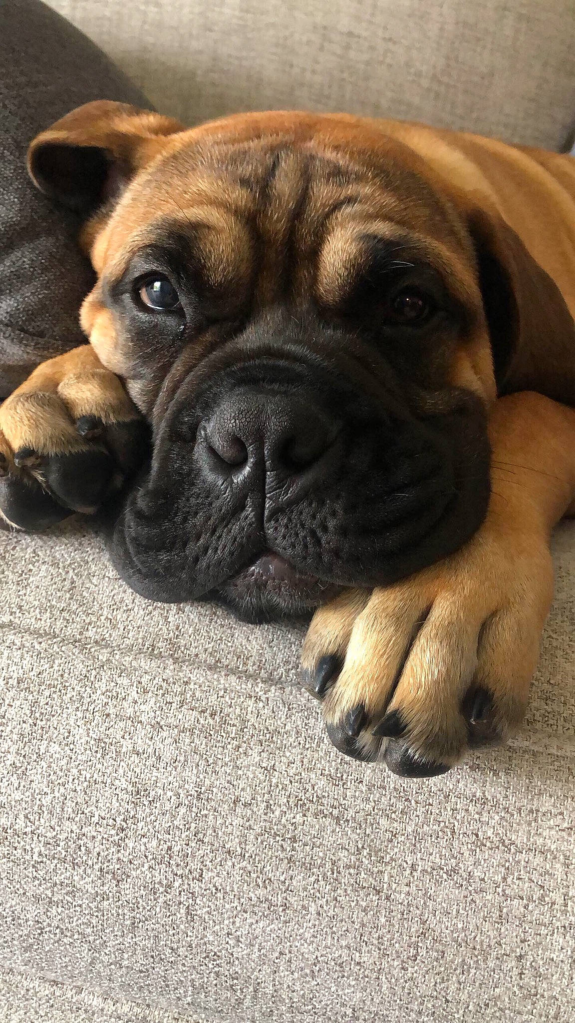 Mac is registered to the contest to win money with this photo: american_mastiff, boerboel, boxer, bullmastiff, canidae, carnivore, companion_dog, dog, dog_breed, english_mastiff, fawn, korean_mastiff, mammal, molosser, ori_pei, perro_de_presa_mallorquin, skin, snout, vertebrate, wrinkle