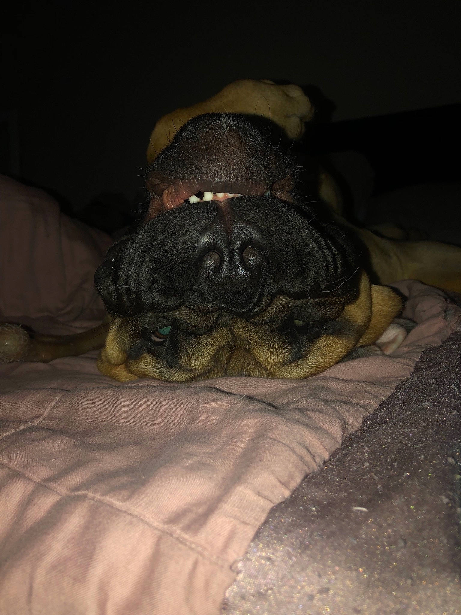 Mac is registered to the contest to win money with this photo: bullmastiff, canidae, carnivore, companion_dog, dog, dog_breed, fawn, nap, pug, puppy, skin, snout, sporting_group, toy_dog, wrinkle
