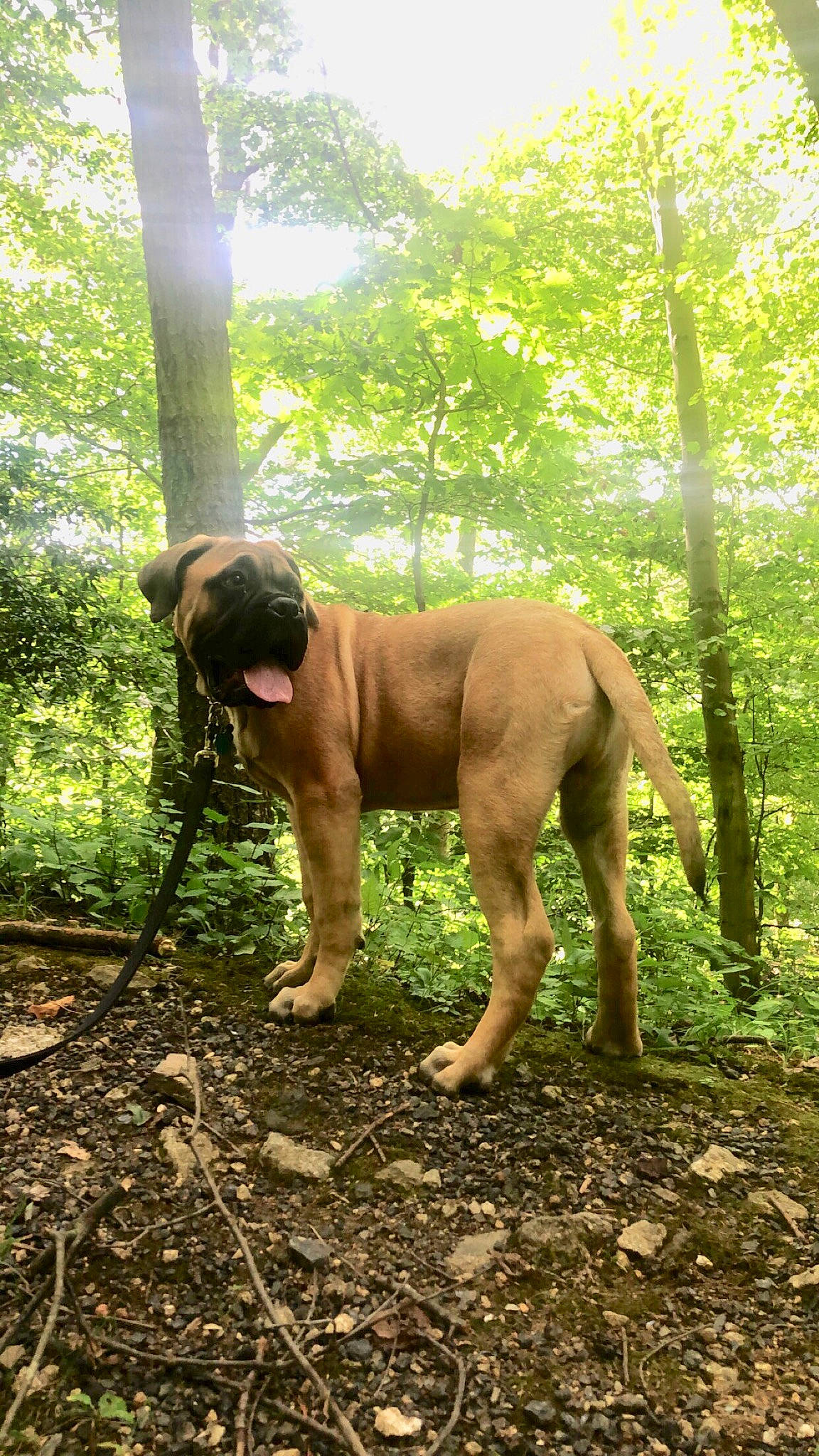 Mac joined the competition — help win amazing prizes! boerboel, bullmastiff, canidae, carnivore, dog, dog_breed, dogue_de_bordeaux, fawn, fila_brasileiro, forest, guard_dog, mammal, sporting_group, tosa, vertebrate, wildlife