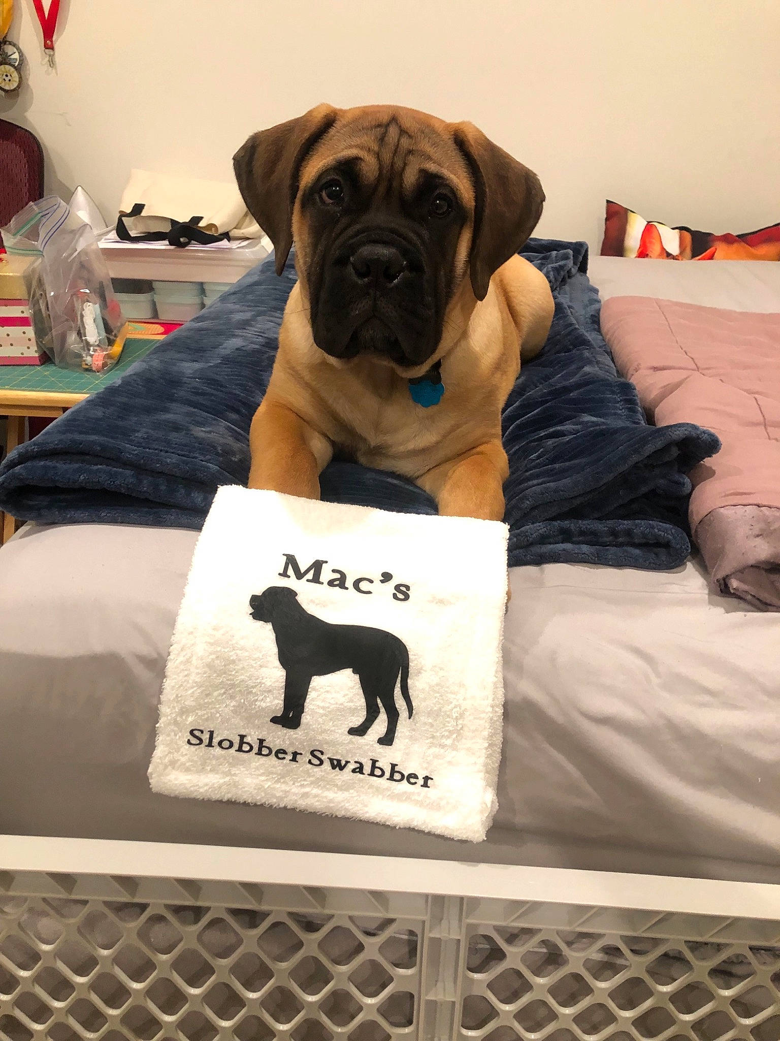 Mac is registered to the contest to win money with this photo: boerboel, bullmastiff, canidae, carnivore, companion_dog, dog, dog_breed, english_mastiff, fawn, mammal, pug, snout, vertebrate