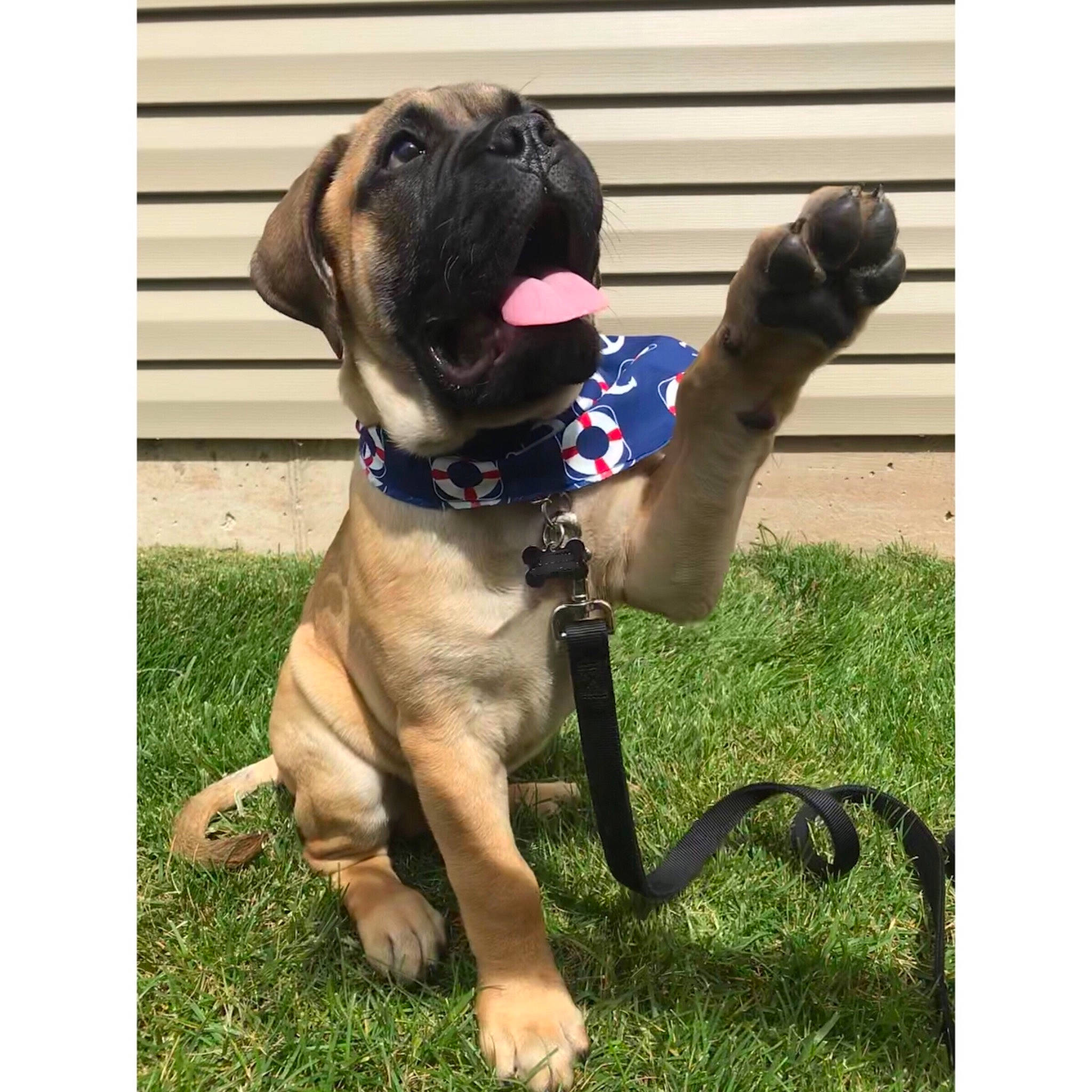 Mac joined the competition — help win amazing prizes! american_mastiff, bandog, black_mouth_cur, boerboel, boxer, bullmastiff, canidae, carnivore, collar, dog, dog_breed, dog_collar, english_mastiff, fawn, giant_dog_breed, guard_dog, mammal, molosser, sporting_group, vertebrate