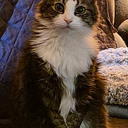 Abby joined the competition — help win amazing prizes! cat, fluffy, pet, indoor, quilt, blanket, fur, white_paws, tabby, sitting, cute, animal, mammal, whiskers, ears, eyes, face, cozy, home, furniture