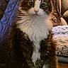 cat, fluffy, pet, indoor, quilt, blanket, fur, white_paws, tabby, sitting, cute, animal, mammal, whiskers, ears, eyes, face, cozy, home, furniture