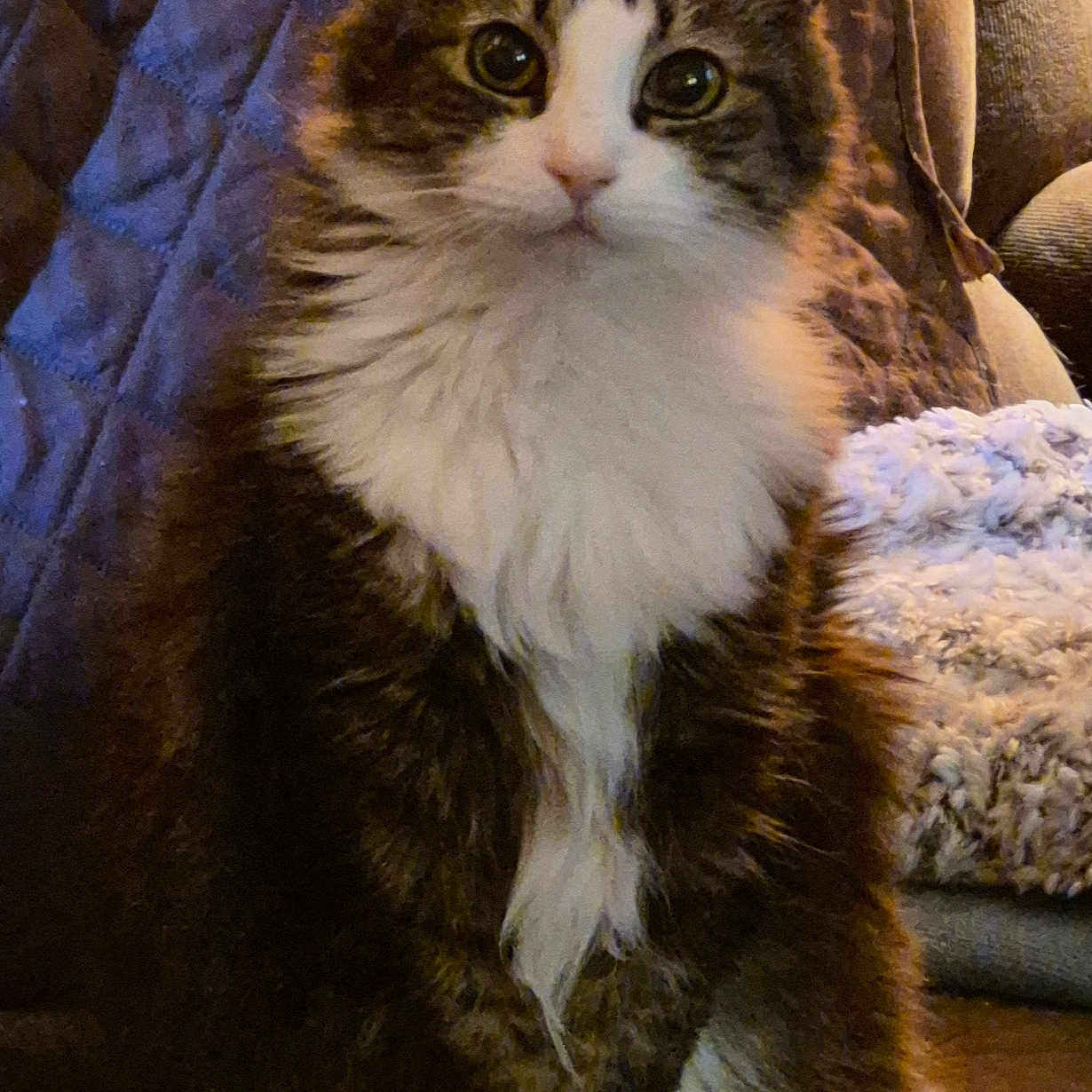 Abby joined the competition — help win amazing prizes! cat, fluffy, pet, indoor, quilt, blanket, fur, white_paws, tabby, sitting, cute, animal, mammal, whiskers, ears, eyes, face, cozy, home, furniture