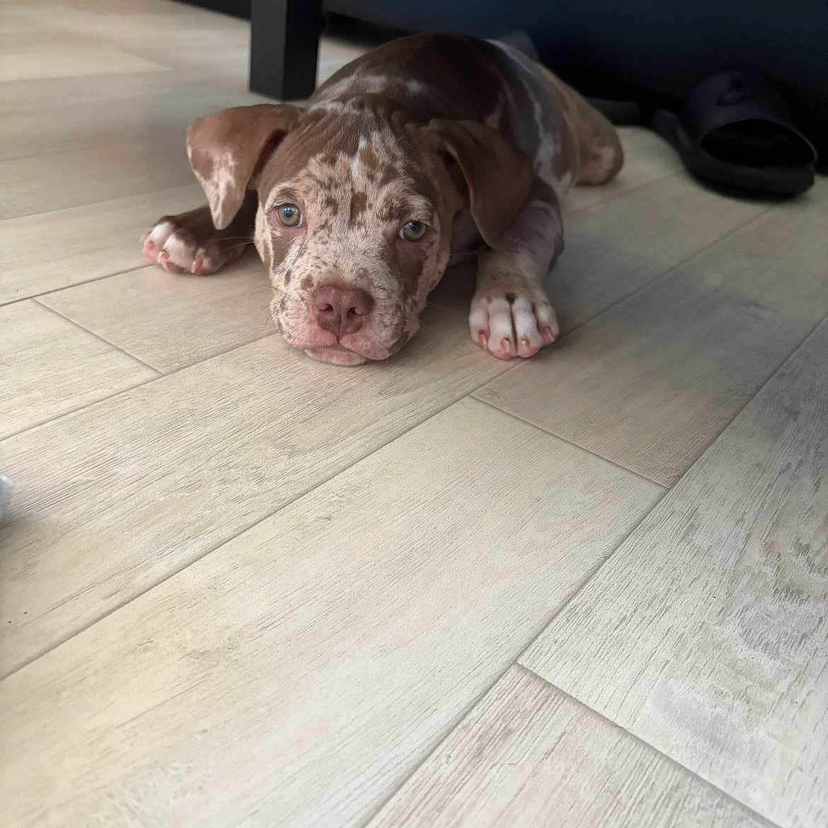 Aya participe au concours pour gagner de l'argent avec cette photo : puppy, dog, floor, wooden_floor, indoor, pet, lying_down, brown, white, speckled, ears, eyes, nails, furniture, slipper, cute, animal, domestic_animal, resting, young