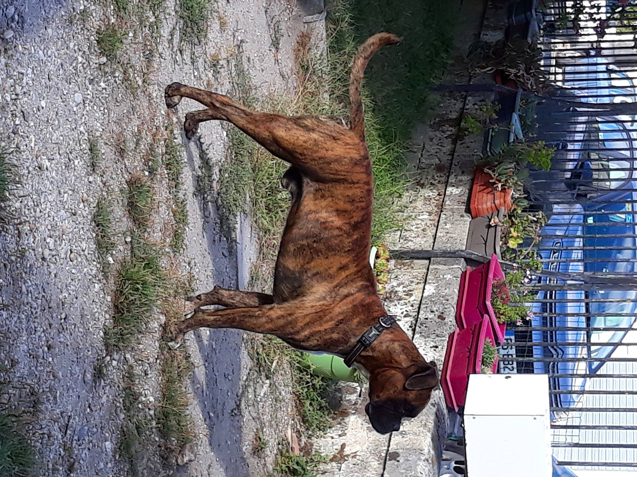 Oggy a rejoint le concours — aidez-le/la à gagner de superbes lots ! adventure, art, extreme_sport, facade, fun, grass, jumping, leisure, plant, recreation, rope, sculpture, sport_climbing, tail, tree, trunk, water, window, wood, woody_plant