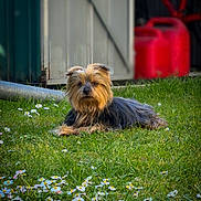 Joy is registered to the contest to win money with this photo: animal, blurred_background, canister, daisies, dog, fence, flower, fur, garden, grass, greenery, lawn, nature, outdoor, pet, resting, shed, small_dog, sunlight, yorkshire_terrier