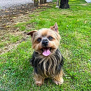 Joy participe au concours pour gagner de l'argent avec cette photo : animal, backyard, canine, cute, daylight, dog, fur, garden, grass, greenery, happy, nature, outdoor, pet, sitting, small_dog, smiling, tongue_out, tree, yorkshire_terrier