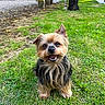 Joy a rejoint le concours — aidez-le/la à gagner de superbes lots ! animal, canine, companion, cute, dog, domestic_animal, ears, fur, garden, grass, happy, nature, outdoor, pet, small_dog, smiling, tongue, tree, yard, yorkshire_terrier