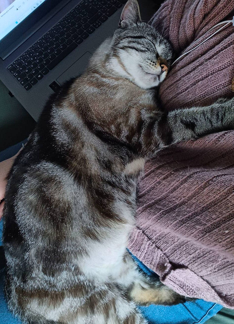 Choupi a rejoint le concours — aidez-le/la à gagner de superbes lots ! carnivore, cat, claw, comfort, domestic_short_haired_cat, felidae, fur, grey, input_device, laptop, mammal, netbook, output_device, paw, peripheral, sitting, small_to_medium_sized_cats, snout, tail, whiskers