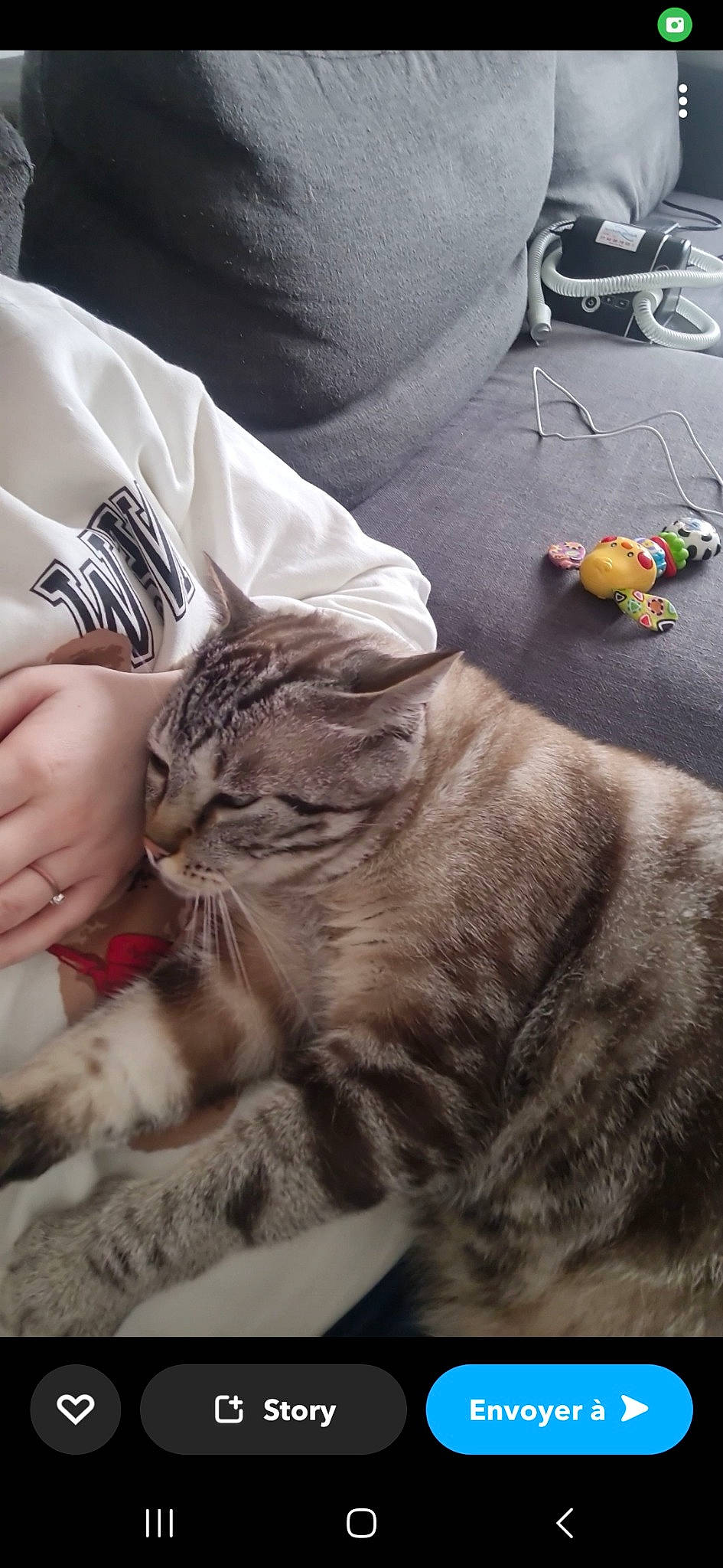 Choupi a rejoint le concours — aidez-le/la à gagner de superbes lots ! carnivore, cat, claw, comfort, domestic_short_haired_cat, fawn, felidae, flooring, fur, human_leg, nail, nap, paw, sitting, small_to_medium_sized_cats, stuffed_toy, tail, toy, whiskers