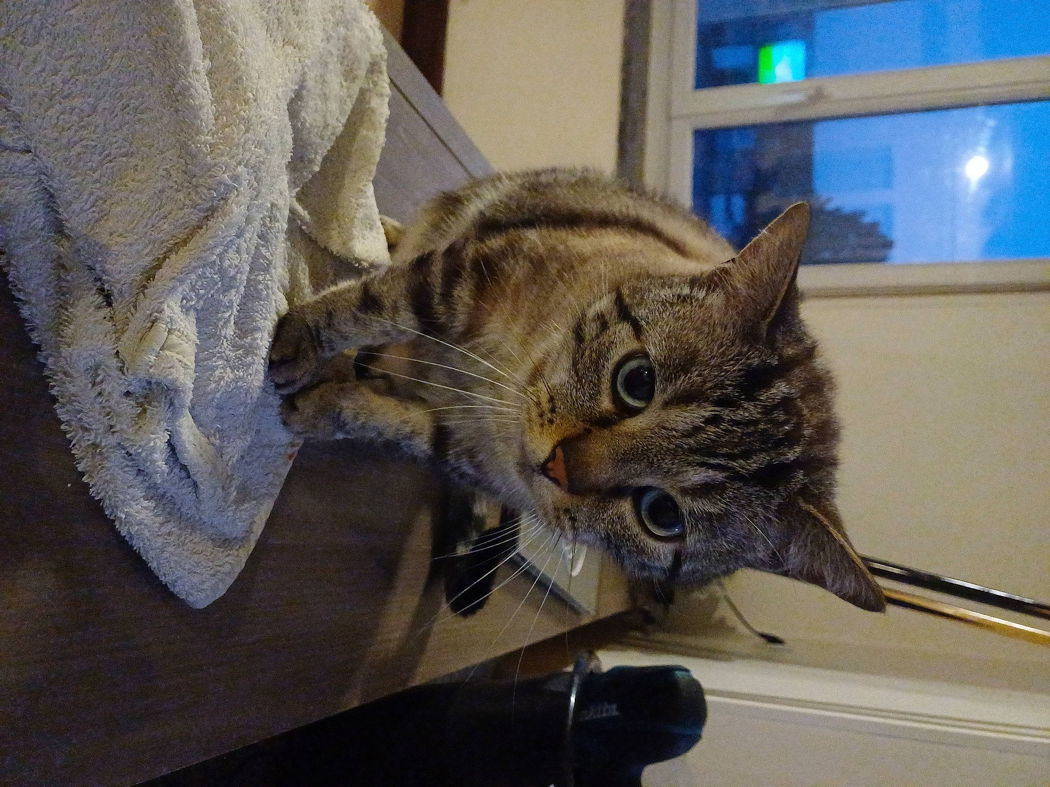 Choupi participe au concours pour gagner de l'argent avec cette photo : bobcat, carnivore, cat, claw, comfort, domestic_short_haired_cat, felidae, fur, picture_frame, room, small_to_medium_sized_cats, tail, whiskers, window