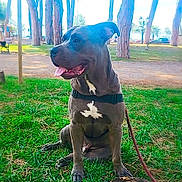 Venom a rejoint le concours — aidez-le/la à gagner de superbes lots ! bench, blue_gray_coat, collar, daylight, dog, grass, leash, open_mouth, outdoors, park, path, pet, pit_bull, portrait, sitting, tongue_out, trees, waterfront, white_chest_markings, wood_log
