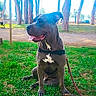 bench, blue_gray_coat, collar, daylight, dog, grass, leash, open_mouth, outdoors, park, path, pet, pit_bull, portrait, sitting, tongue_out, trees, waterfront, white_chest_markings, wood_log