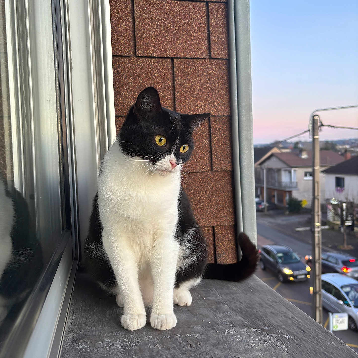 Monsieur Bisou participe au concours pour gagner de l'argent avec cette photo : alloywheel, animal, canine, car, carwheel, cat, city, dog, door, machine, manx, pet, road, slate, spoke, tire, transportation, vehicle, wheel, window