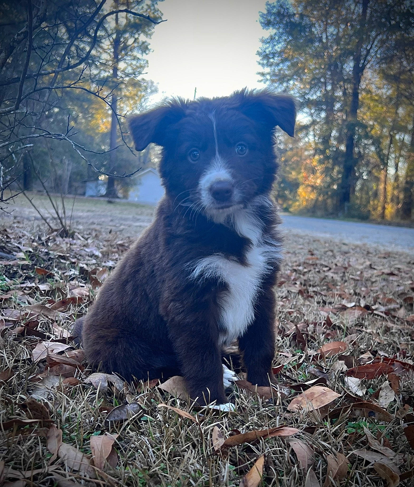 Finn joined the competition — help win amazing prizes! canidae, carnivore, companion_dog, dog, dog_breed, electric_blue, fur, grass, herding_dog, landscape, plant, sky, snout, soil, sporting_group, tail, tints_and_shades, tree, trunk, working_animal