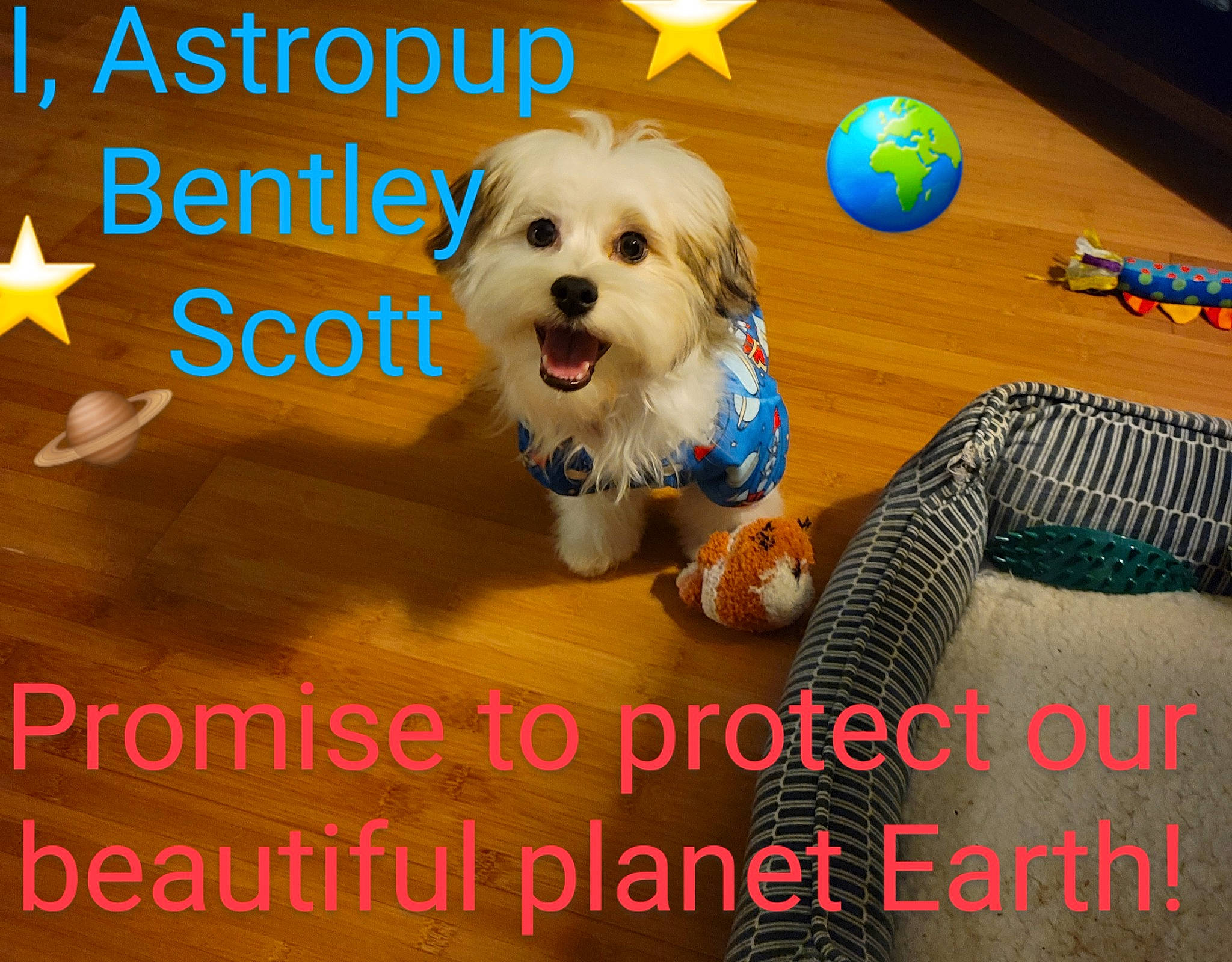 Bentley Scott joined the competition — help win amazing prizes! advertising, canidae, carnivore, companion_dog, dog, dog_breed, dog_supply, flooring, font, happy, non_sporting_group, pet_supply, photo_caption, puppy_love, small_terrier, smile, sporting_group, tennis_ball, terrier, toy_dog