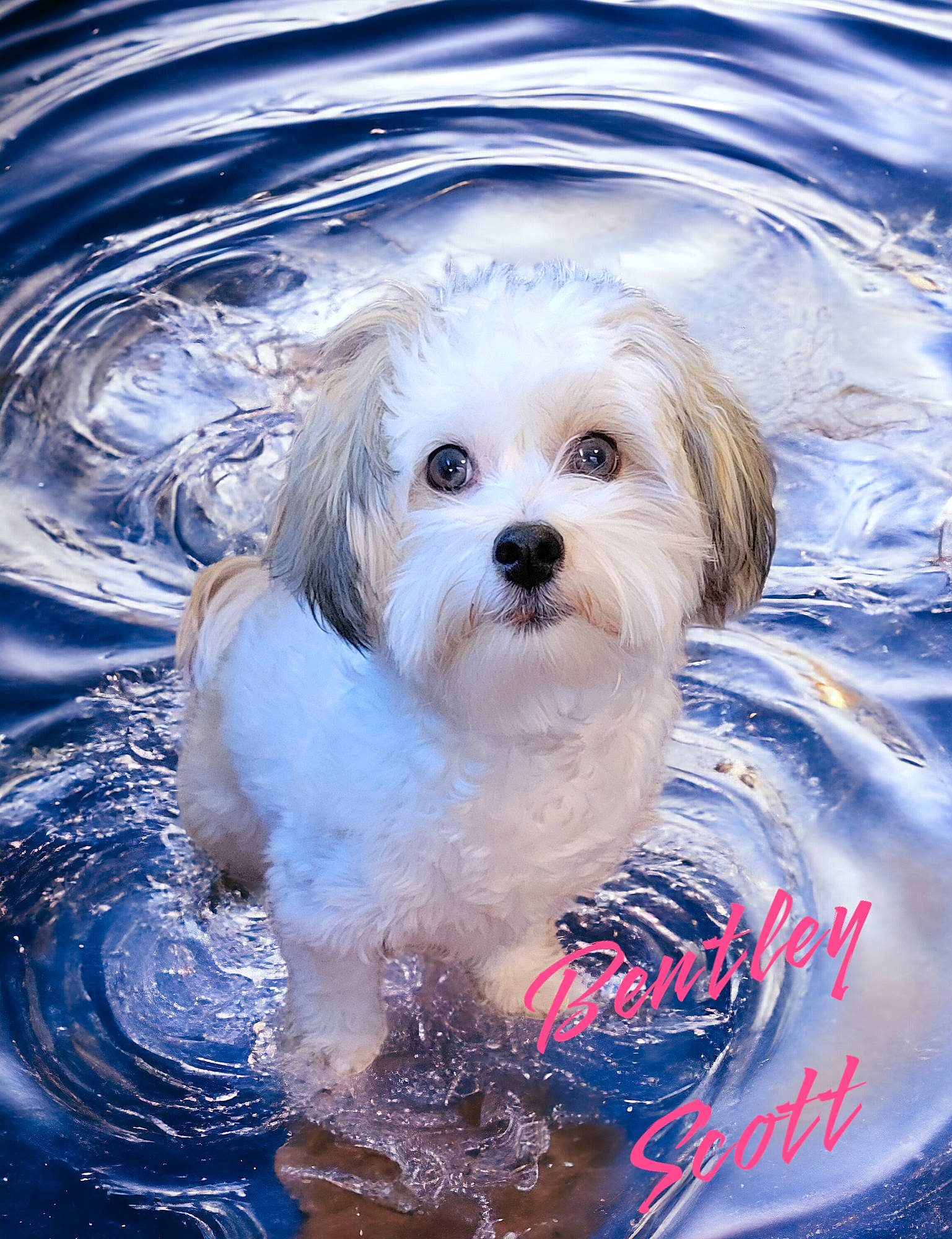 Bentley Scott is registered to the contest to win money with this photo: canidae, carnivore, companion_dog, dog, dog_breed, dog_clothes, dog_supply, fur, happy, maltepoo, puppy_love, small_terrier, snout, sporting_group, terrier, toy_dog, water, whiskers, winter, working_animal