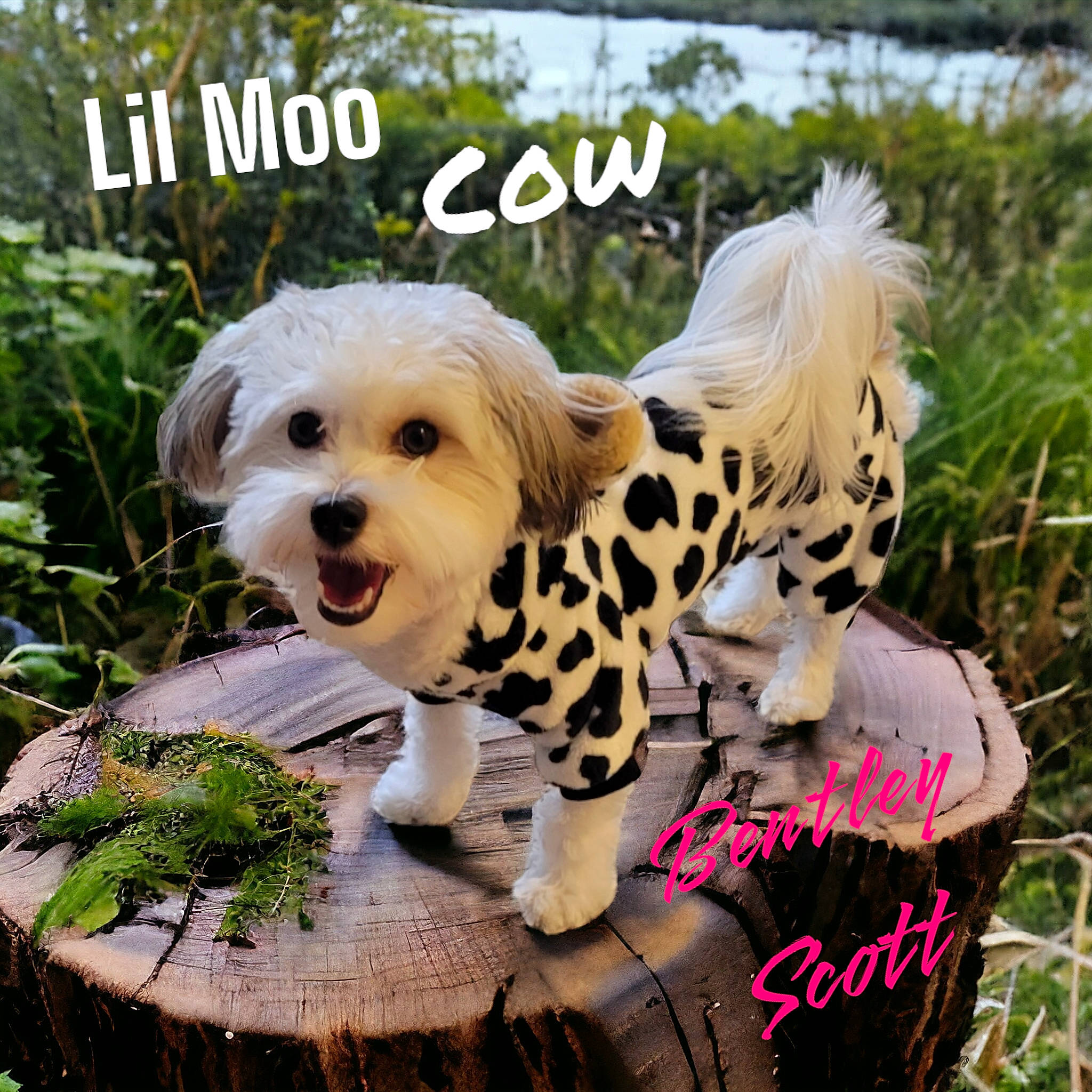 Bentley Scott is registered to the contest to win money with this photo: canidae, carnivore, companion_dog, dog, dog_breed, dog_clothes, dog_supply, fawn, font, fur, grass, happy, pattern, photo_caption, plant, puppy_love, sporting_group, toy, toy_dog, wig
