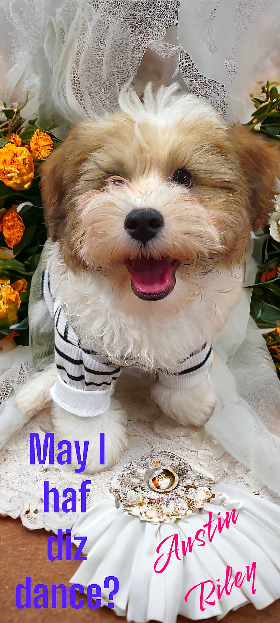 Austin Riley is registered to the contest to win money with this photo: canidae, carnivore, companion_dog, dog, dog_breed, dog_collar, flower, flowerpot, font, fur, houseplant, liver, maltepoo, plant, snout, sporting_group, terrier, toy_dog, water_dog, working_animal