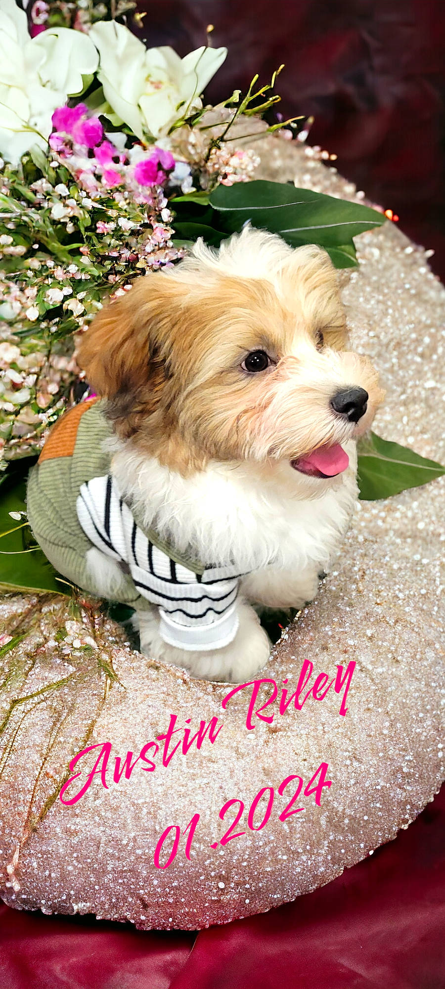 Austin Riley joined the competition — help win amazing prizes! canidae, carnivore, companion_dog, dog, dog_breed, dog_clothes, dog_supply, fawn, flower, font, fur, happy, liver, plant, puppy_love, small_terrier, snout, sporting_group, terrier, toy_dog